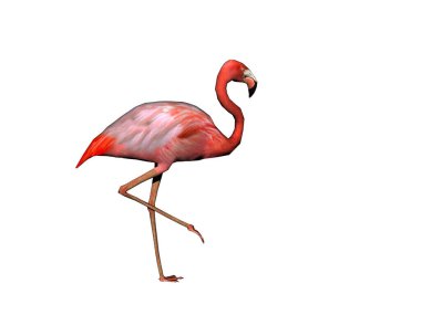 Uzun boyunlu pembe flamingo.