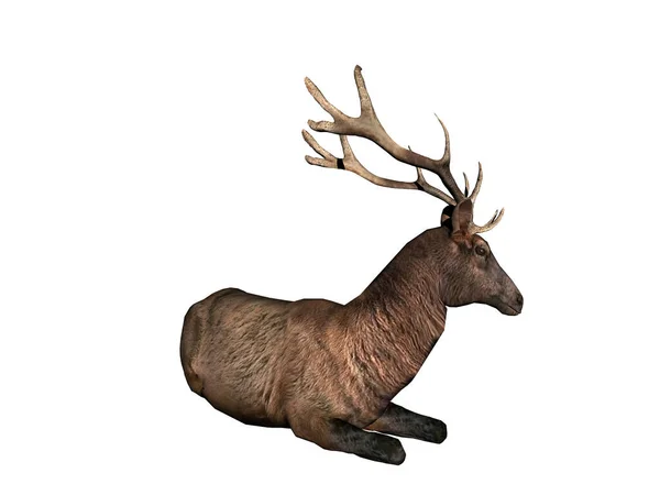 Deer Brown Fur Clearing — Stock Photo, Image