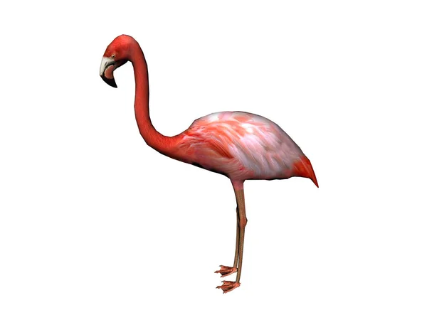 Flamingo Rosa Com Pescoço Longo — Fotografia de Stock