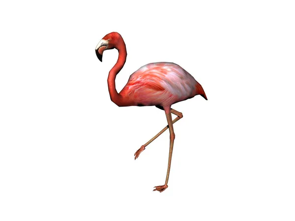 Flamingo Rosa Com Pescoço Longo — Fotografia de Stock