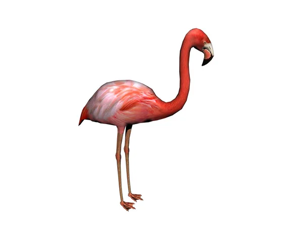 Flamingo Rosa Com Pescoço Longo — Fotografia de Stock