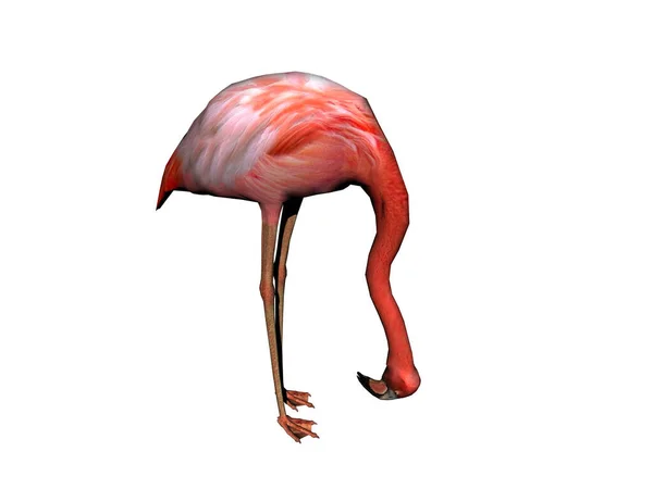 Pink Flamingo Long Neck — Stock Photo, Image