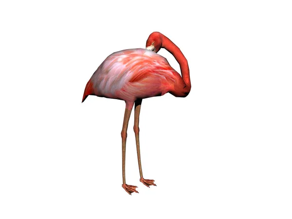 Pink Flamingo Long Neck — Stock Photo, Image