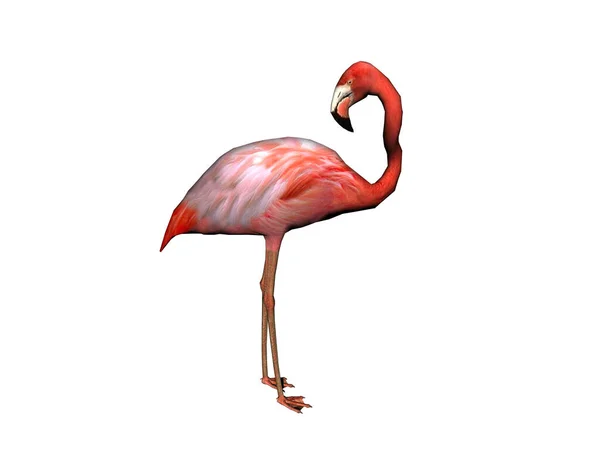 Rosa Flamingo Med Lång Hals — Stockfoto