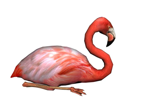 Rosafarbener Flamingo Mit Langem Hals — Stockfoto