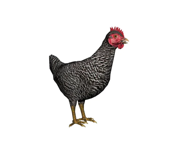 Kurczak Gada Potyka Się Podwórku — Zdjęcie stockowe