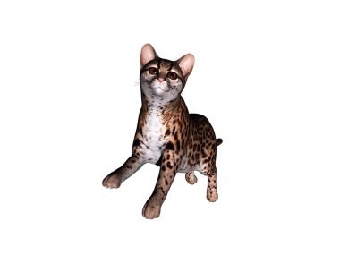 Yaban kedisi başıboş dolaşıyor ve zıplıyor.