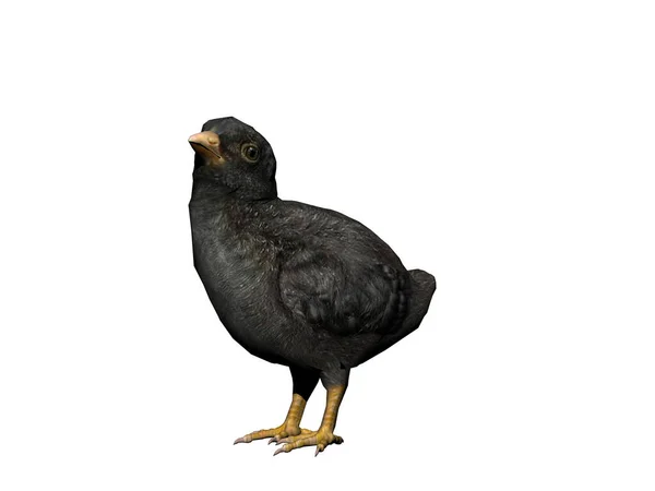Kuřecí Kuře Tmavým Peřím — Stock fotografie