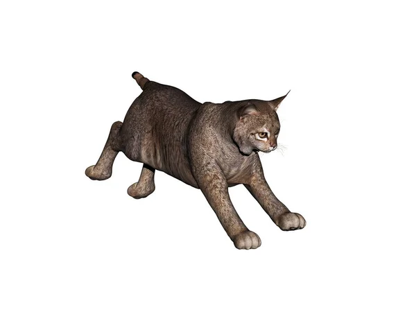 Heavy Muscular Puma Jumping — Stock Photo, Image