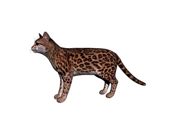Wildcat Menyimpang Dan Melompat Lompat — Stok Foto