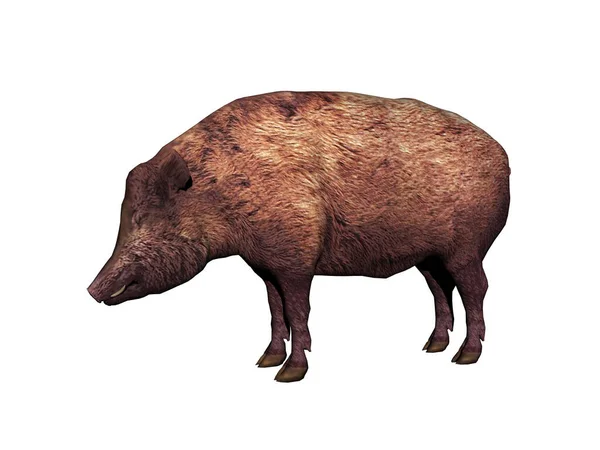 Porcul Înghite Noroi — Fotografie, imagine de stoc