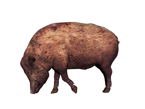 Porco Andorinhas Lama — Fotografia de Stock