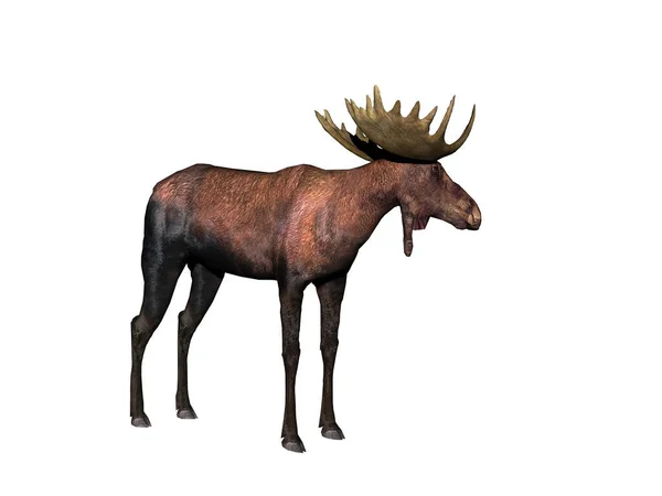 Big Moose Mighty Antlers — Stock Photo, Image