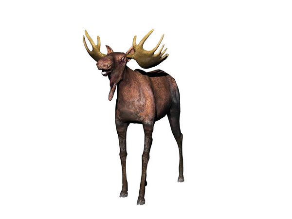 big moose with mighty antlers