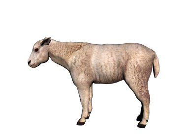 Beyaz kürklü dağ keçisi koşar ve zıplar