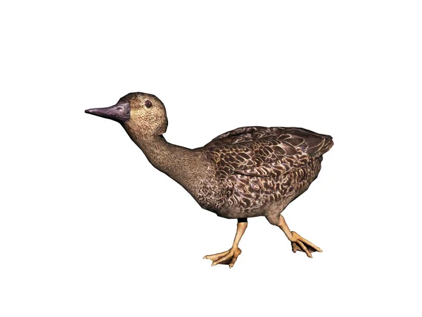 Duck Waddles Croaks — Stock Photo, Image