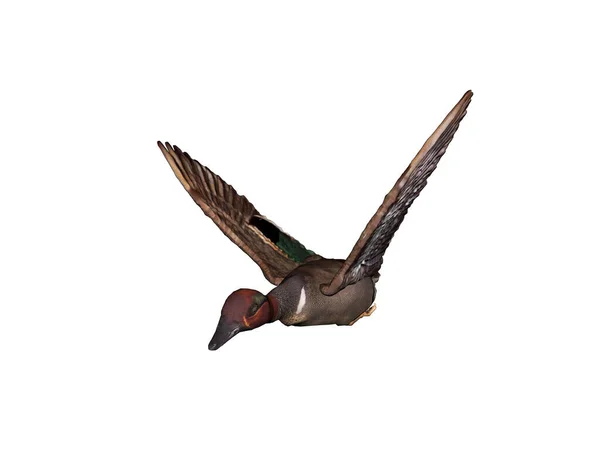 Goose Flies Wings Spread — Stock Photo, Image