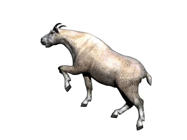 Koza Górska Białym Futrem Biegnie Skacze — Zdjęcie stockowe
