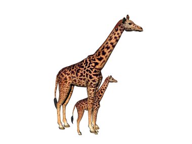 Benekli zürafa Afrika 'nın bozkırında uzun bir boyunla