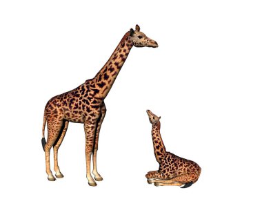 Benekli zürafa Afrika 'nın bozkırında uzun bir boyunla