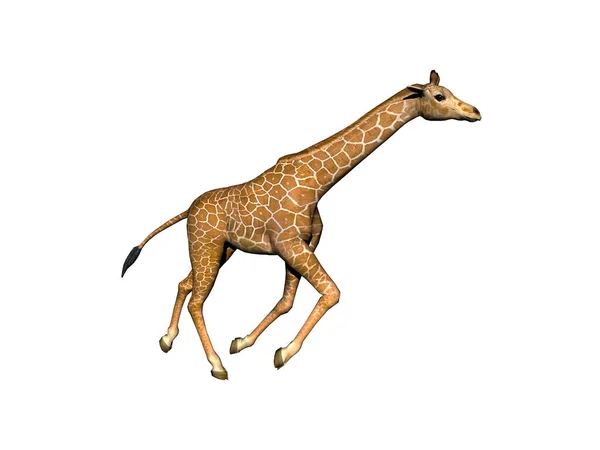 Giraffa Maculata Con Collo Lungo Nella Steppa Africa — Foto Stock
