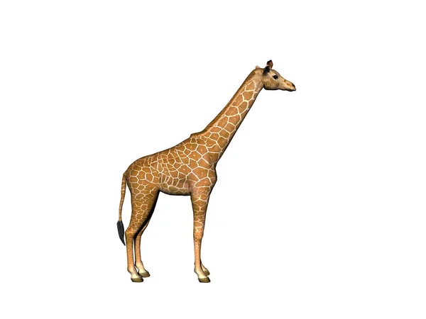 Skvrnitá Žirafa Dlouhým Krkem Stepi Afriky — Stock fotografie