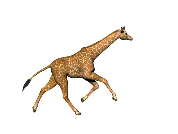 Fläckig Giraff Med Lång Hals Afrikas Stäpp — Stockfoto