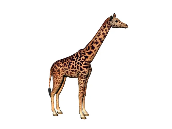 Skvrnitá Žirafa Dlouhým Krkem Stepi Afriky — Stock fotografie