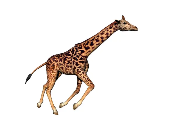 Fläckig Giraff Med Lång Hals Afrikas Stäpp — Stockfoto