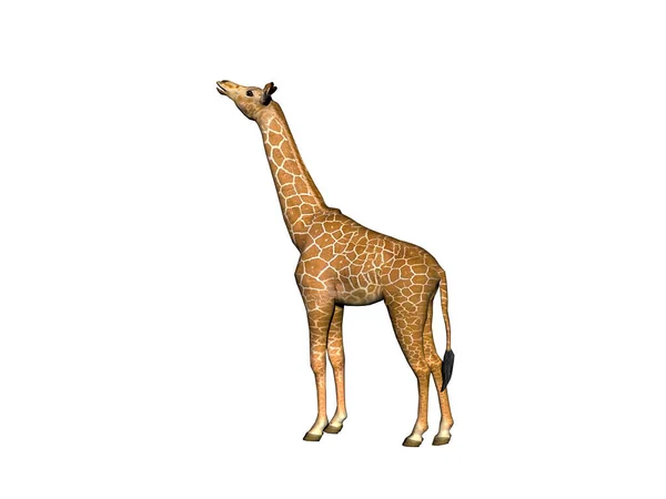 Giraffa Maculata Con Collo Lungo Nella Steppa Africa — Foto Stock