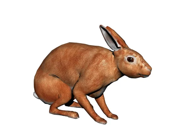 Sarkık Kulaklı Zıplayan Tavşan — Stok fotoğraf