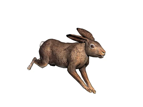 Hopping Jumping Rabbit Floppy Ears — Stock Photo, Image