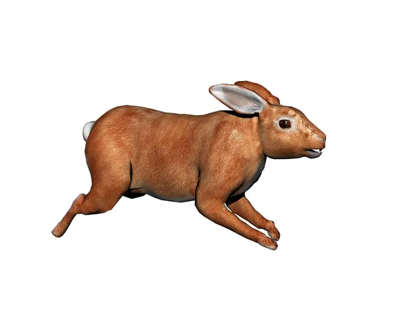 Sautillant Sautant Lapin Avec Des Oreilles Souples — Photo