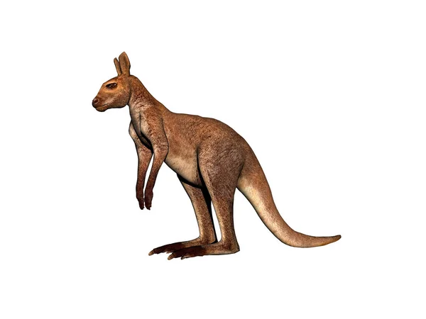 Australische Kangoeroe Springt Loopt Door Steppe — Stockfoto