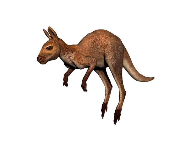 Australisches Känguru Hüpft Und Rennt Durch Die Steppe — Stockfoto