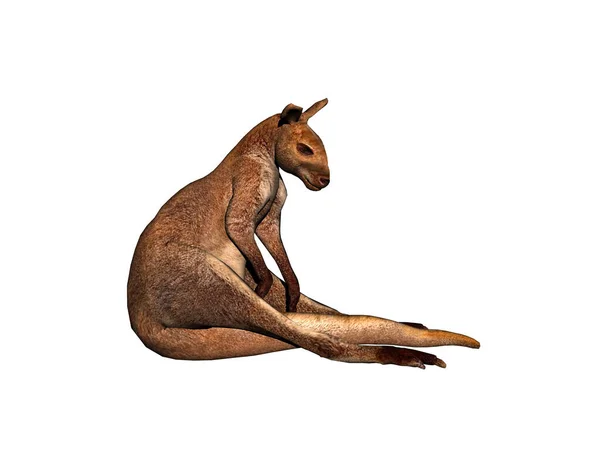 Australian Καγκουρό Λυκίσκου Και Τρέχει Μέσα Από Στέπα — Φωτογραφία Αρχείου