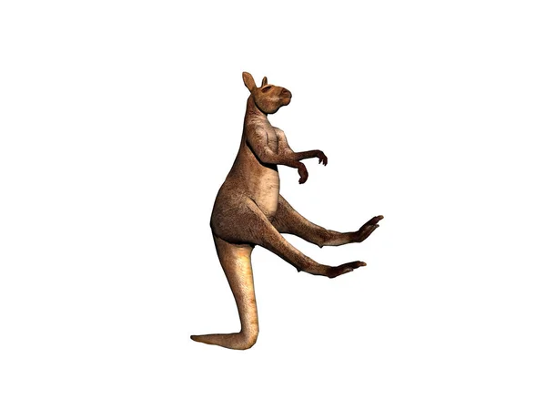 Australian Kangaroo Hops Runs Steppe — Stock Photo, Image