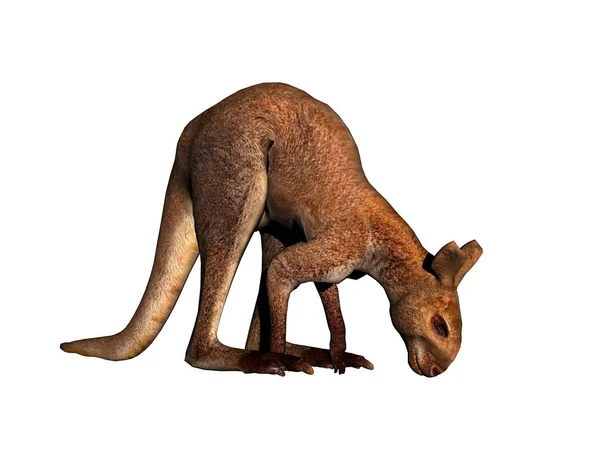 Kangourou Australien Saute Traverse Steppe — Photo