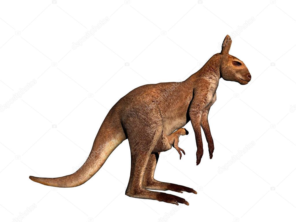 australian kangaroo hops and runs through the steppe
