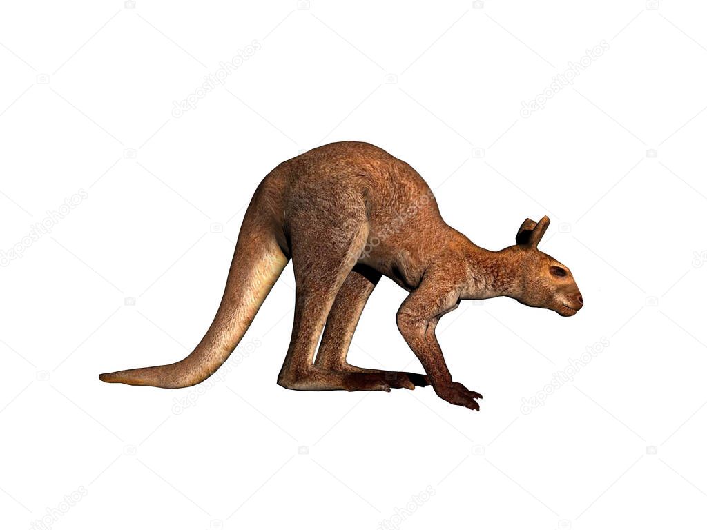 australian kangaroo hops and runs through the steppe