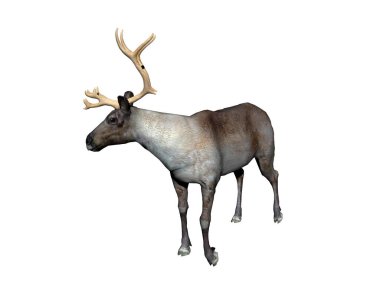 Bozkırda boynuzlu ren geyiği