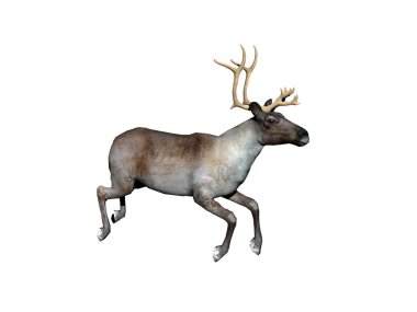 Bozkırda boynuzlu ren geyiği