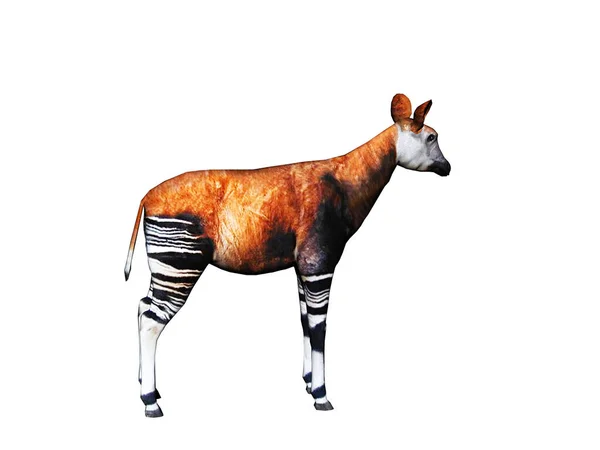 Okapi Com Pernas Listradas Estepe — Fotografia de Stock