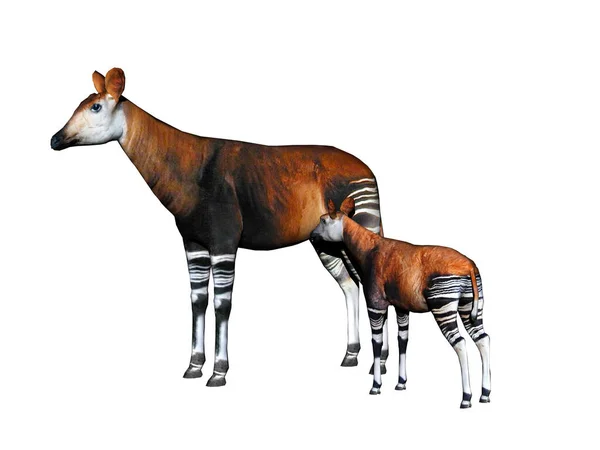 在草原上有条纹腿的Okapi — 图库照片