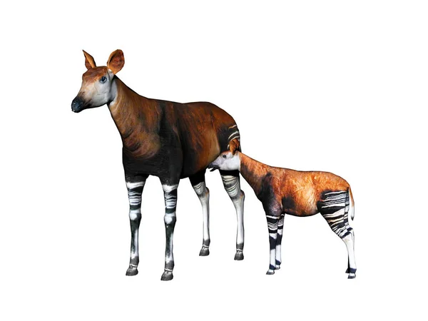 Okapi Com Pernas Listradas Estepe — Fotografia de Stock