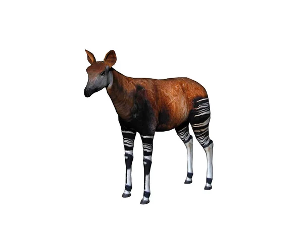 Okapi Avec Les Jambes Rayées Dans Steppe — Photo