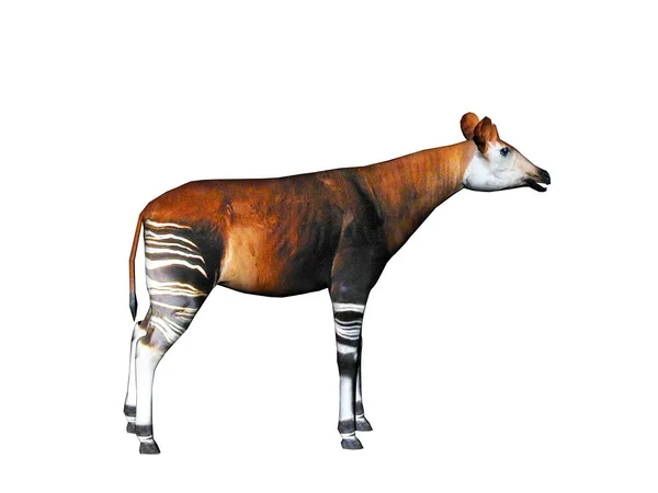 Okapi Met Gestreepte Poten Steppe — Stockfoto