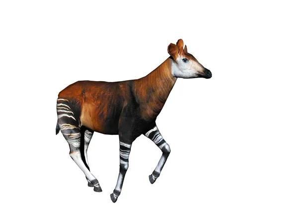 在草原上有条纹腿的Okapi — 图库照片