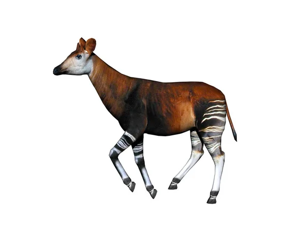 Okapi Met Gestreepte Poten Steppe — Stockfoto