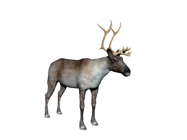 Reindeer Antlers Steppe — Stock Photo, Image